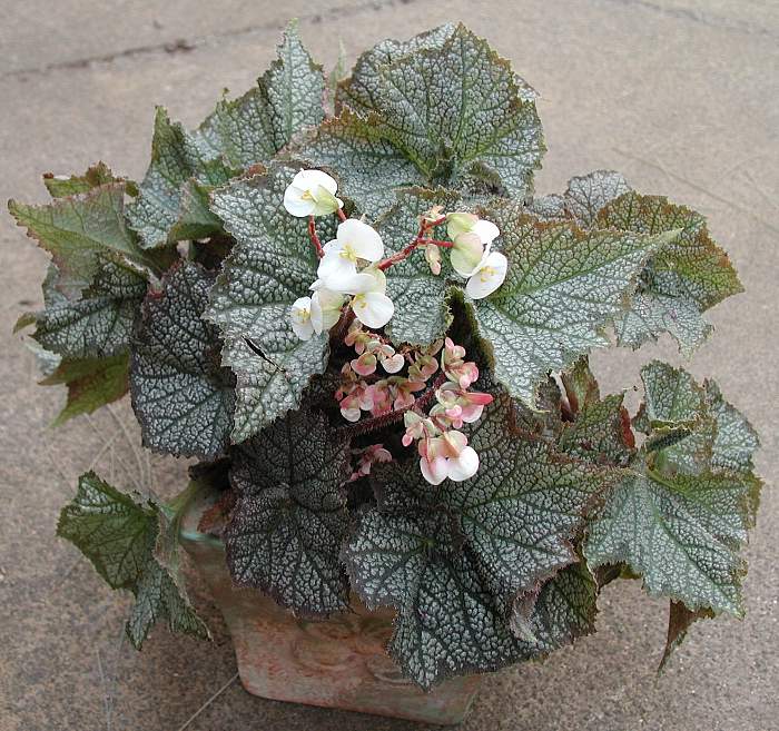 B. ‘November Frost’
